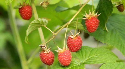 Branch of red raspberry in sunny day Stock-Footage 69056328