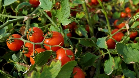 Branch of Red Ripe Berries of Cherry Tomatoes on a Bush Growing on a Bed of a Stock Footage 95140918