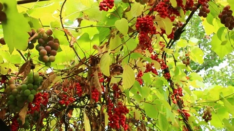 Branch of red ripe schisandra Video stock 56984993
