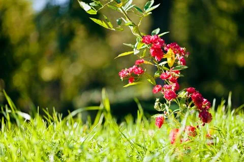 Branch with red roses Stock Photos