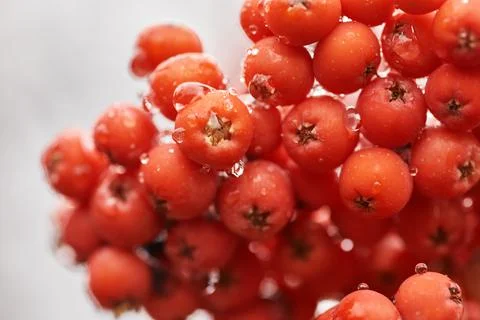 Branch of red rowan Foto stock