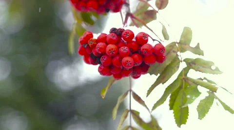 Branch of red rowan in snow Stock Footage 69067790
