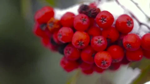 Branch of red rowan in snow Stock Footage 69087799