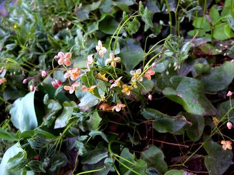 Branch of  red spring flowers, side view Stock Photos