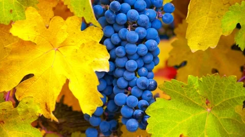 Branch of red wine grapes Video stock 60075080
