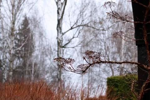 A branch of a reddish tint in front of the blurred city park background Stock Photos