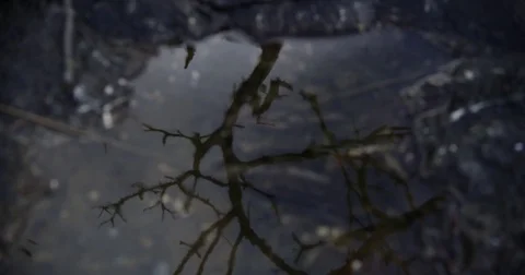 Branch Reflection Video stock 79021058