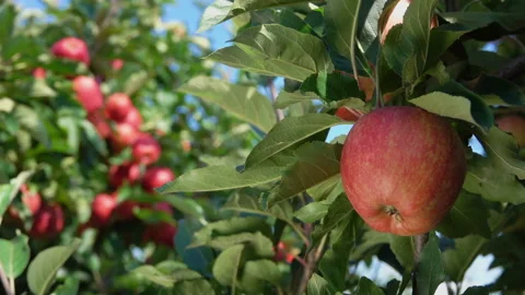 Branch of ripe apples in the garden Stock Footage 88558079