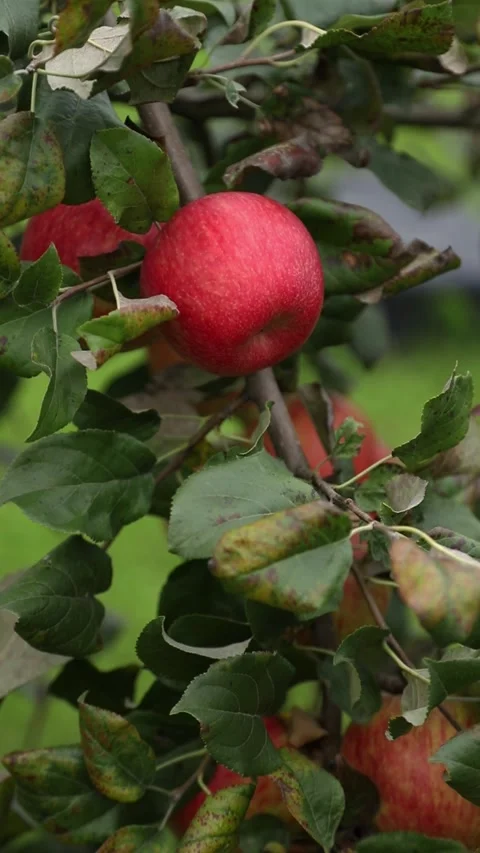  branch with ripe apples is swaying in the wind. Stock Footage 345935918