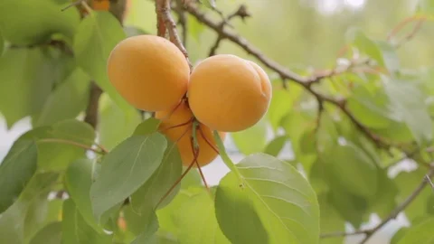 The branch with the ripe apricots Stock Footage 106813725