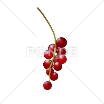 Branch ripe berries of red currant Stock Illustration