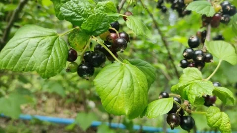 Branch of ripe black currant Stock Footage 201026182