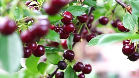 Branch with ripe cherries Stock Footage 134522838