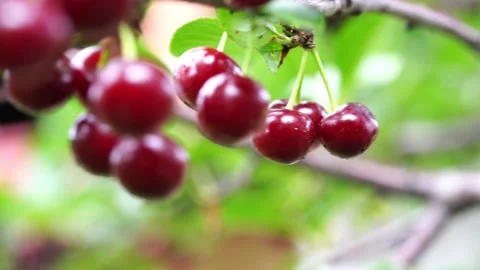 Branch with ripe cherries Stock Footage 134523113
