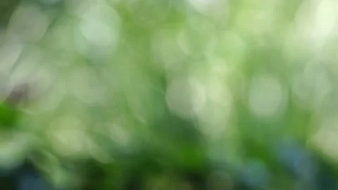 Branch with ripe cherries Video stock 134523720