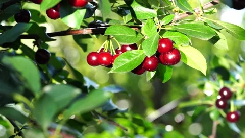 Branch with ripe cherries Video stock 134523736