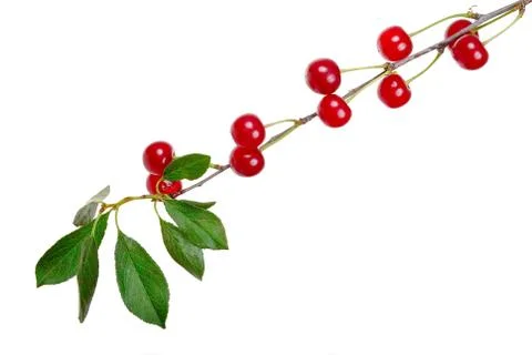 Branch of ripe cherries Stock Photos