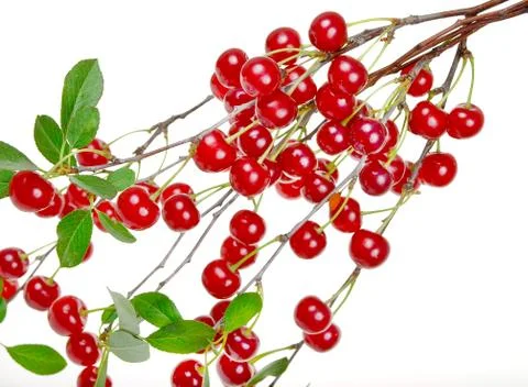 Branch of ripe cherries Stock Photos