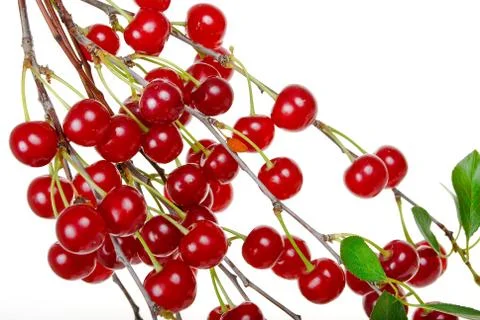 Branch of ripe cherries Stock Photos