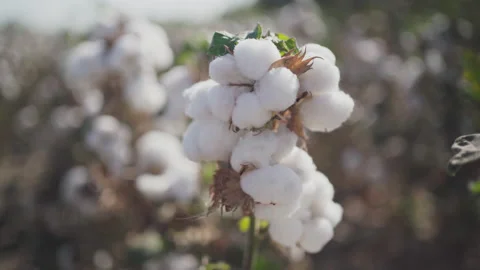A branch of ripe cotton on a cotton field Stock Footage