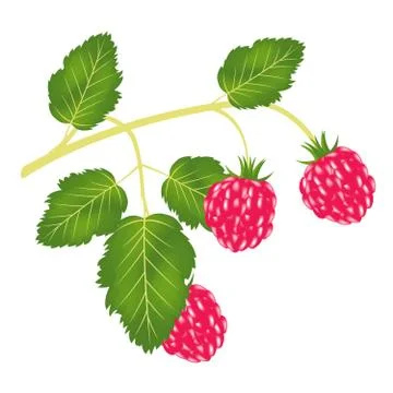 Branch of the ripe raspberry Stock Illustration