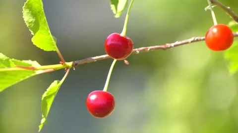 Branch of ripe red cherries on a tree in a garden Stock Footage 223817502
