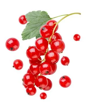 Branch of ripe red currant with leaf and flying berries close-up on a white b Stock Photos