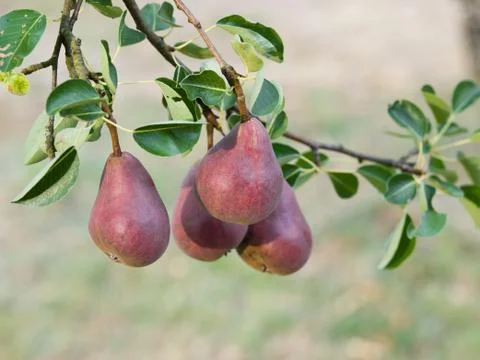 Branch with ripe red pears on a tree Foto stock