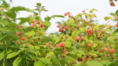 Branch of ripe red raspberry in sunny day Video stock 79474707