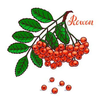 Branch of ripe rowan Stock Illustration