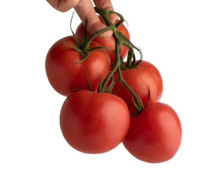 Branch of ripe tomatoes in a hand 스톡 사진