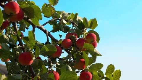 Branch of ripened small apples Stock Footage 114710064