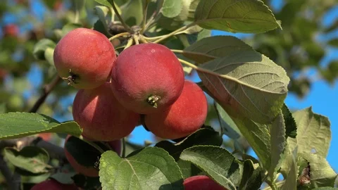 Branch of ripened small apples Stock Footage 114710077