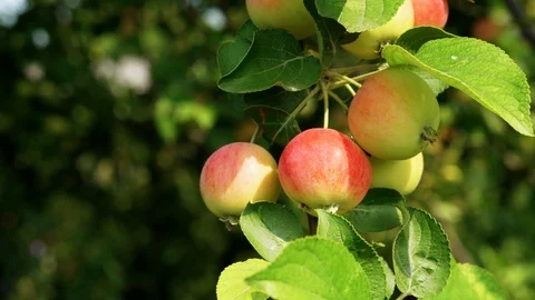 Branch of ripened small apples Stock Footage 114710209