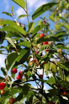 A branch with ripening cherries on a tree - vertical Stock Photos