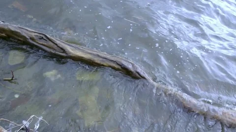 Branch in river Video stock 74570728