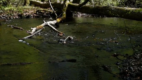 Branch in river Stock Footage 90245681