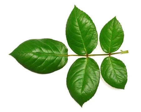 Branch of a rose with leaf isolated on white background. Flat lay, top view Stock Photos