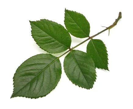 Branch of a rose with leaf isolated on white background. Flat lay, top view Stock Photos