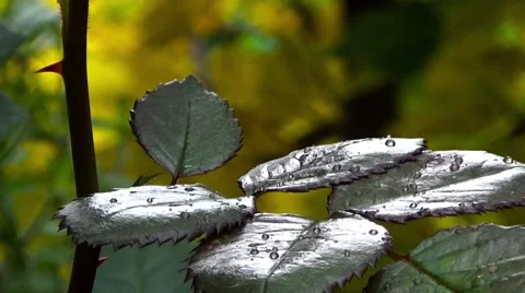 The branch of roses. Stock Footage 54568799