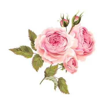 Branch of roses Stock Illustration