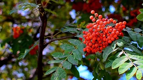 Branch of rowan berries on the tree in summer Stock Footage 161196894