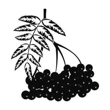 Branch of rowan icon Stock Illustration