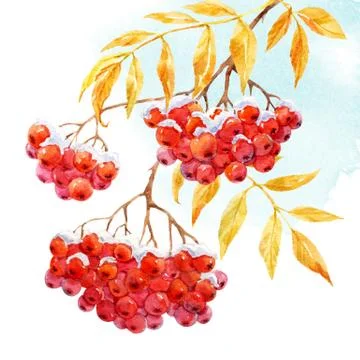Branch of rowan Stock Illustration