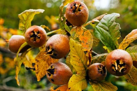 Branch of rowan Stock Photos