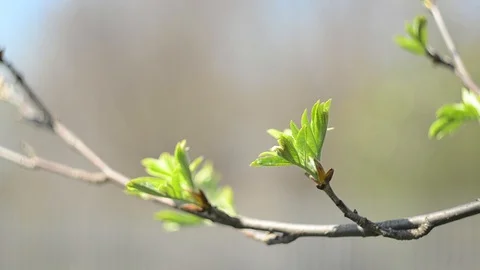 The Branch of Rowanberry Stock Footage 128112667
