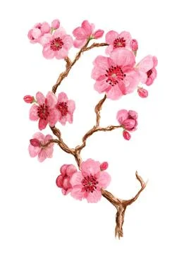 Branch of sakura Stock Illustration