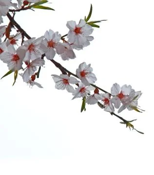 Branch sakura Stock Photos