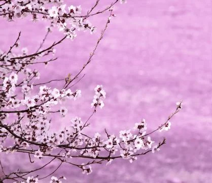 Branch sakura Stock Photos