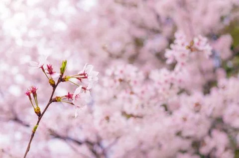 Branch of sakura Foto stock